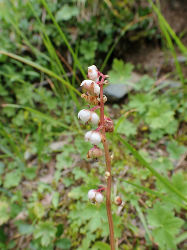 Common wintergreen (Pyrola minor)