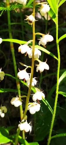 Round-leaved wintergreen