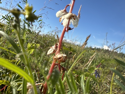 Round-leaved wintergreen (Pyrola rotundifolia)