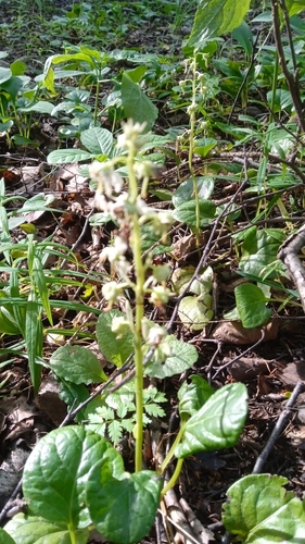 Round-leaved wintergreen (Pyrola rotundifolia)