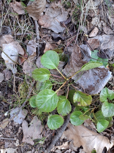 Round-leaved wintergreen (Pyrola rotundifolia)