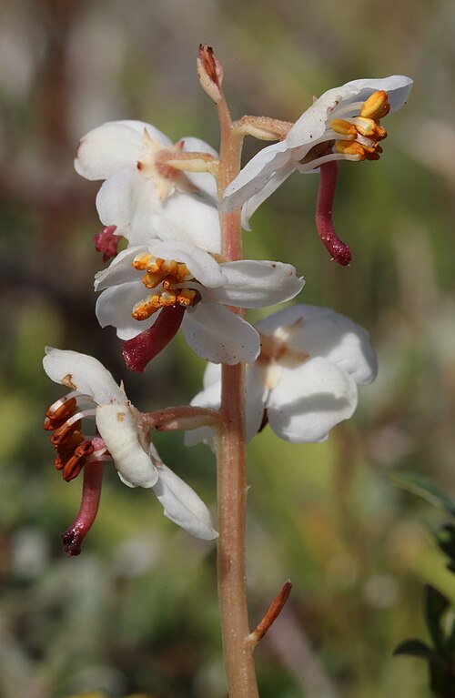 Round-leaved wintergreen: A photo I took in the sand dunes at Niwbwrch, Anglesey; July 2017.