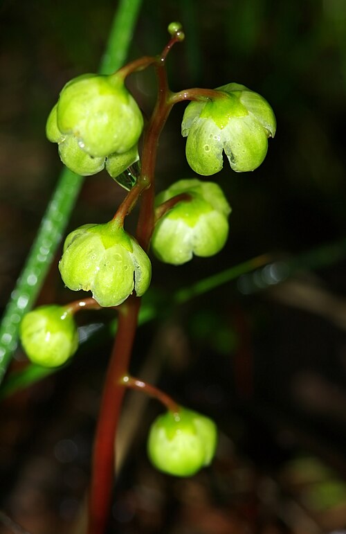 Round-leaved wintergreen: Gruszyczka okrągłolistna (Pyrola rotundifolia) - / Młaki nad Pogorią I w Dąbrowie Górniczej