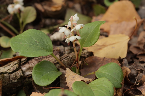Round-leaved wintergreen (Pyrola rotundifolia)