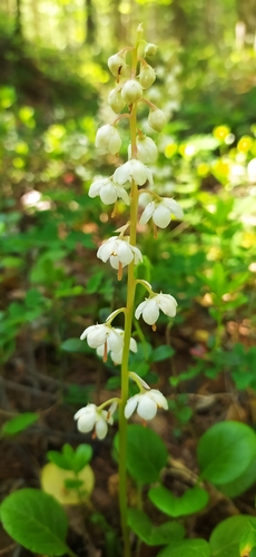 Round-leaved wintergreen (Pyrola rotundifolia)