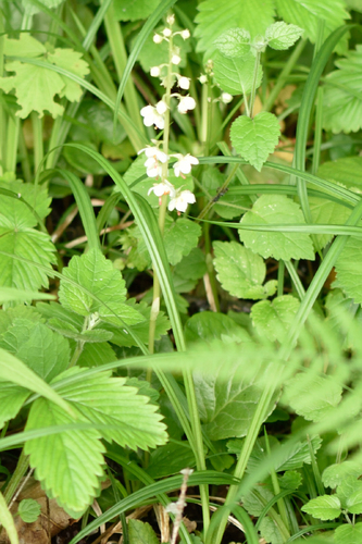 Round-leaved wintergreen (Pyrola rotundifolia)