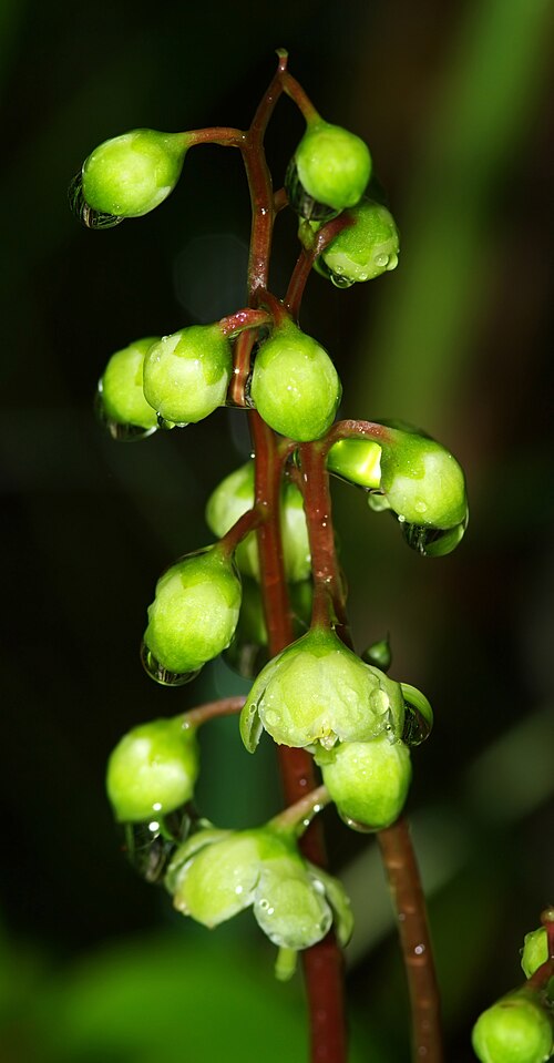 Round-leaved wintergreen: Gruszyczka okrągłolistna (Pyrola rotundifolia) - / Młaki nad Pogorią I w Dąbrowie Górniczej