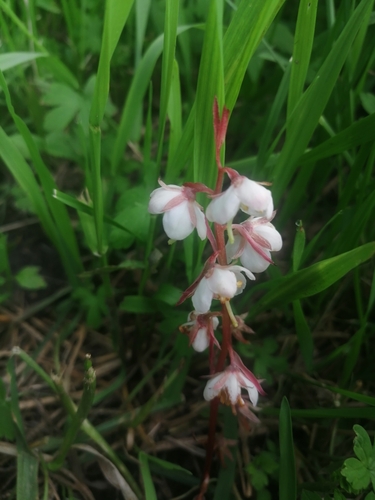 Round-leaved wintergreen (Pyrola rotundifolia)