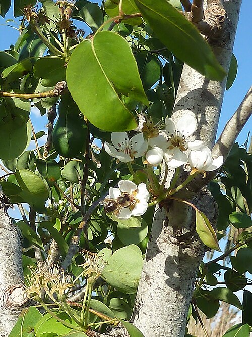 Common pear: Pyrus communis - (Peral) - Inflorescencia en antesis. - La Huerta, Albatera , Provincia de Alicante (España).