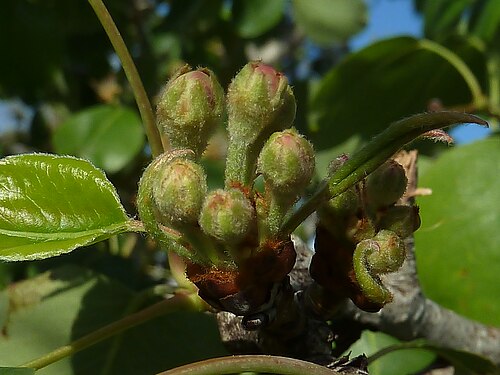Common pear: Pyrus communis - (Peral) - Inflorescencia en preantesis. - La Huerta, Albatera , Provincia de Alicante (España).
