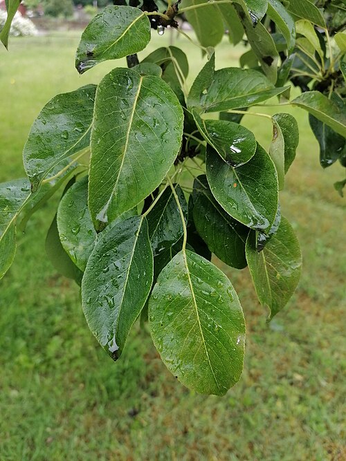 Common pear: Pyrus communis, Garden, Franciscan monastery, Katowice Panewniki, Poland.