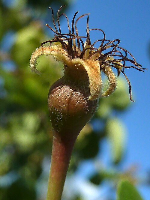 Common pear: Pyrus communis - (Peral) - Fruto incipiente. - La Huerta, Albatera , Provincia de Alicante (España).