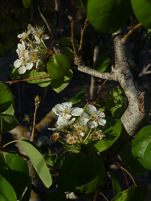 Common pear: Pyrus communis - (Peral) - Inflorescencias en antesis. - La Huerta, '' Albatera'' , Provincia de Alicante (España).