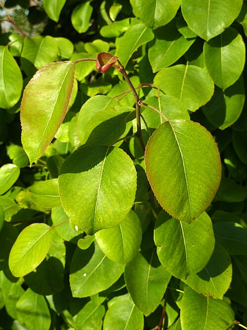 Common pear: Pyrus communis - (Peral) - Follaje. - La Huerta, Albatera , Provincia de Alicante (España).