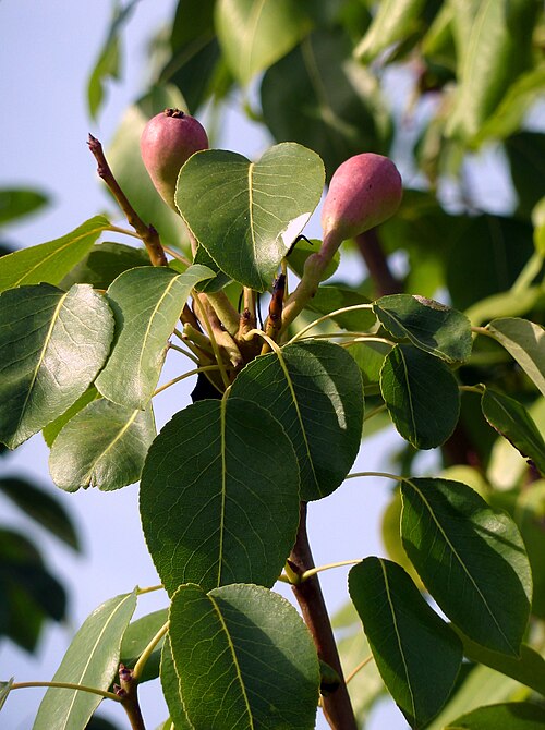 Common pear: Pyrus communis - (Peral) - Frutos jóvenes todavía erectos. - La Huerta, Albatera , Provincia de Alicante (España).