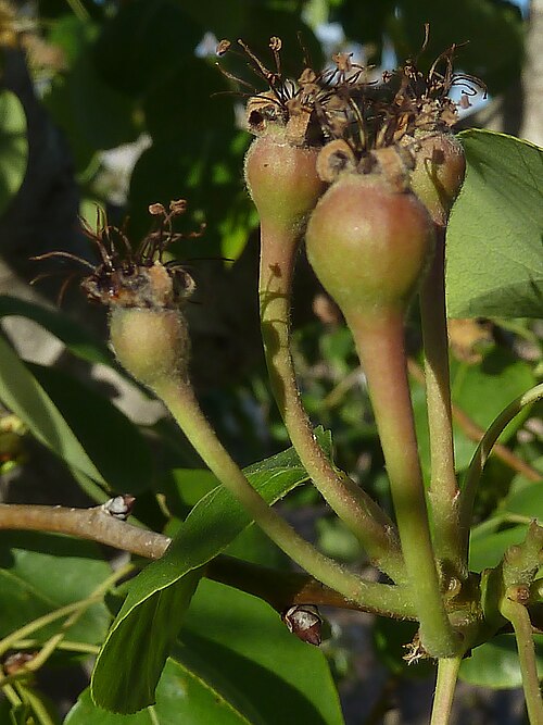 Common pear: Pyrus communis - (Peral) - Frutos incipientes. - La Huerta, Albatera , Provincia de Alicante (España).