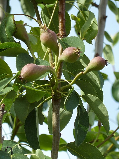Common pear: Pyrus communis - (Peral) - Frutos jóvenes aún erectos o suberectos. - La Huerta, Albatera , Provincia de Alicante (España).