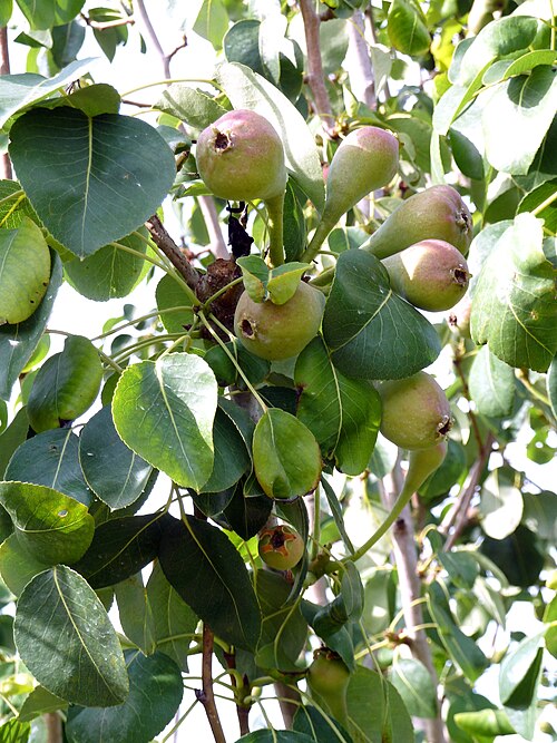 Common pear: Pyrus communis - (Peral) - Frutos jóvenes aún erectos o suberectos. - La Huerta, Albatera , Provincia de Alicante (España).