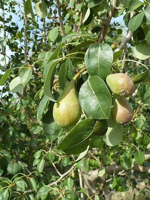 Common pear: Pyrus communis - (Peral) - Frutos jóvenes ya péndulos. - La Huerta, Albatera , Provincia de Alicante (España).
