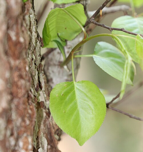Chinese pear: Pyrus pyrifolia (fruits with scale s2) in Yoro Mountains, Kaizu, Gifu Prefecture, Japan.