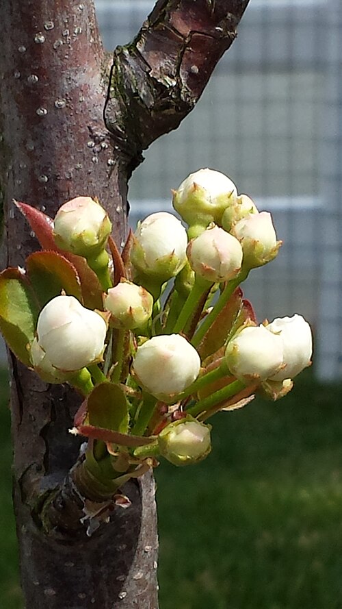 Chinese pear: Pyrus pyrifolia "Hosui" cultivar blossom, Virginia Beach, Virginia.
