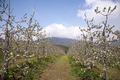 Chinese pear: Koreran pear