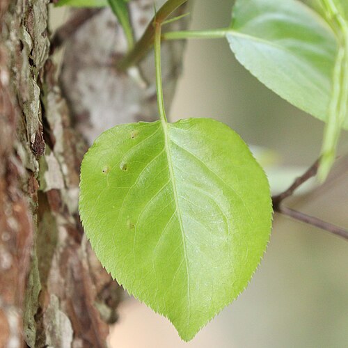 Chinese pear: Pyrus pyrifolia (fruits with scale s2) in Yoro Mountains, Kaizu, Gifu Prefecture, Japan.