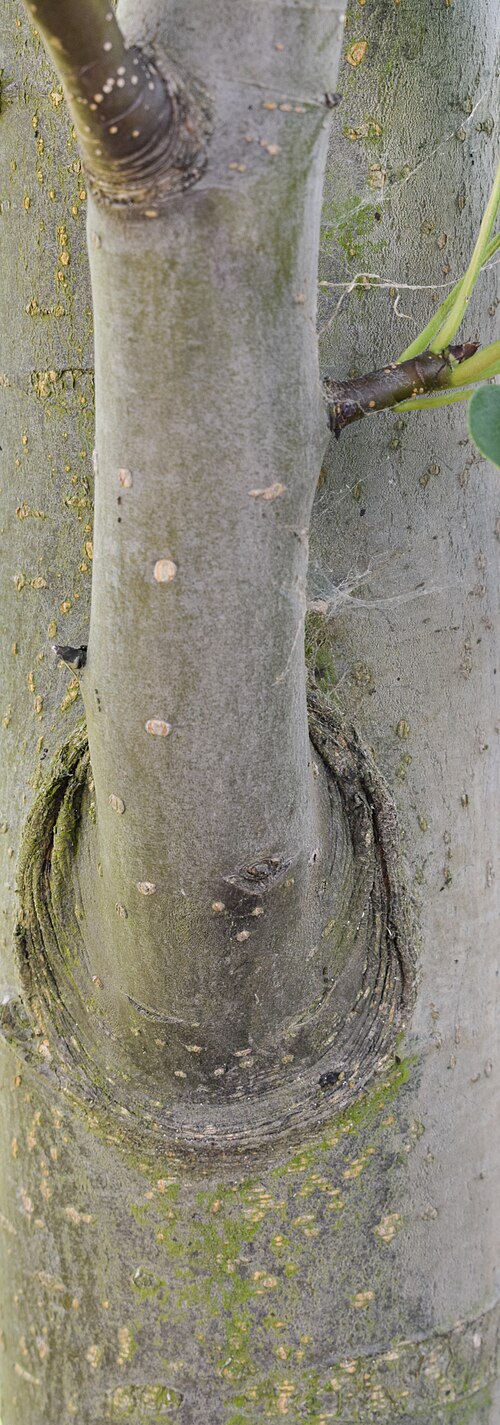 Chinese pear: Pyrus pyrifolia (Asian Pear), Raja cultivar, tree bark. Circumference is about 1.5 inches (3.8 cm). Branch is growing vertically off the main trunk. Taken in po