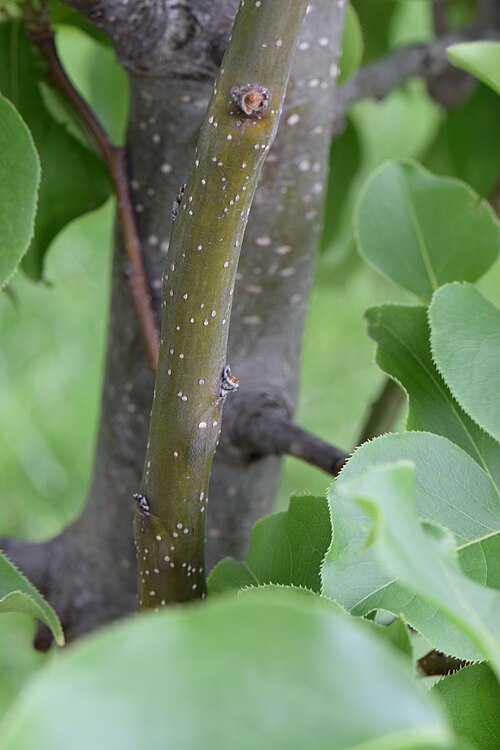 Chinese pear: Pyrus pyrifolia (Asian Pear), Raja cultivar, tree bark. Circumference is about 1.5 inches (3.8 cm).