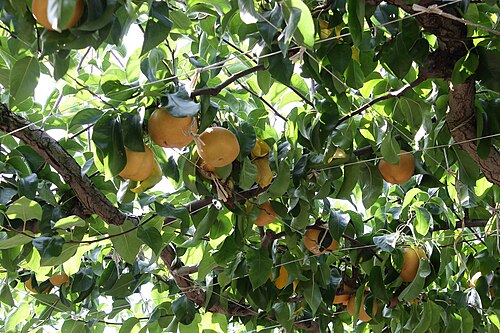 Chinese pear: Fruit flower park.