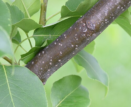 Chinese pear: Pyrus pyrifolia (Asian Pear), Raja cultivar, tree bark. Circumference is about 1.5 inches (3.8 cm).