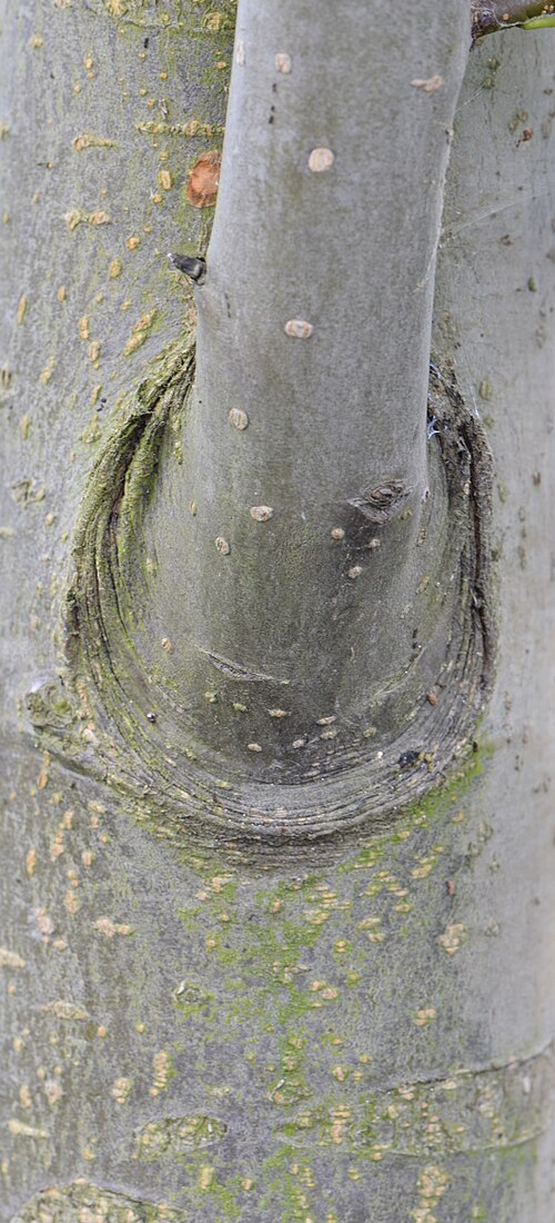 Chinese pear: Pyrus pyrifolia (Asian Pear), Raja cultivar, tree bark. Circumference is about 1.5 inches (3.8 cm). Taken in portrait mode.