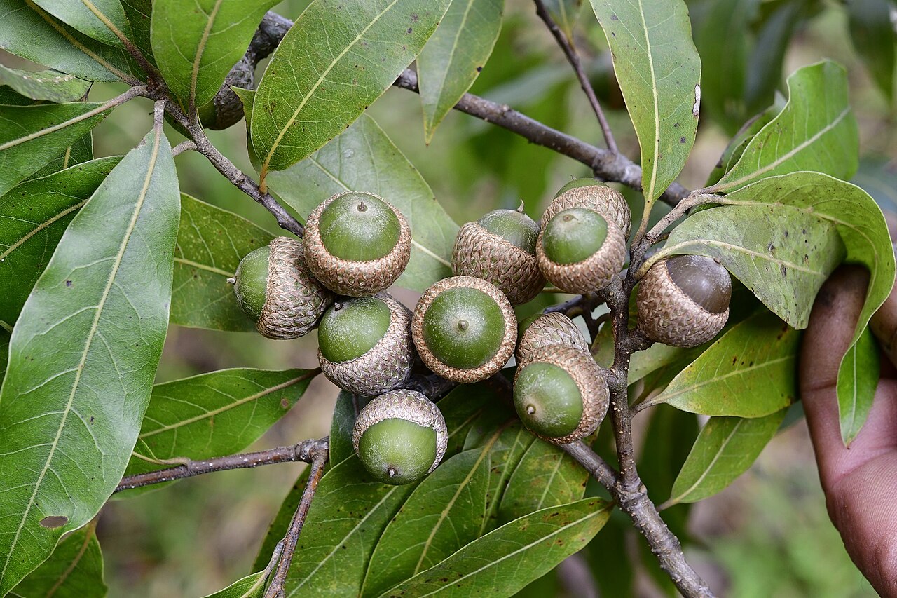 Quercus acatenangensis: Quercus acatenangensis in Mexico