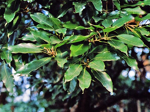 Quercus acuta: Quercus acuta, hojas de roble de Japon. Foto por usario Inti-sol en Tokyo, enero de 2007. アカガシの葉。2007年1月に投稿者が撮影。