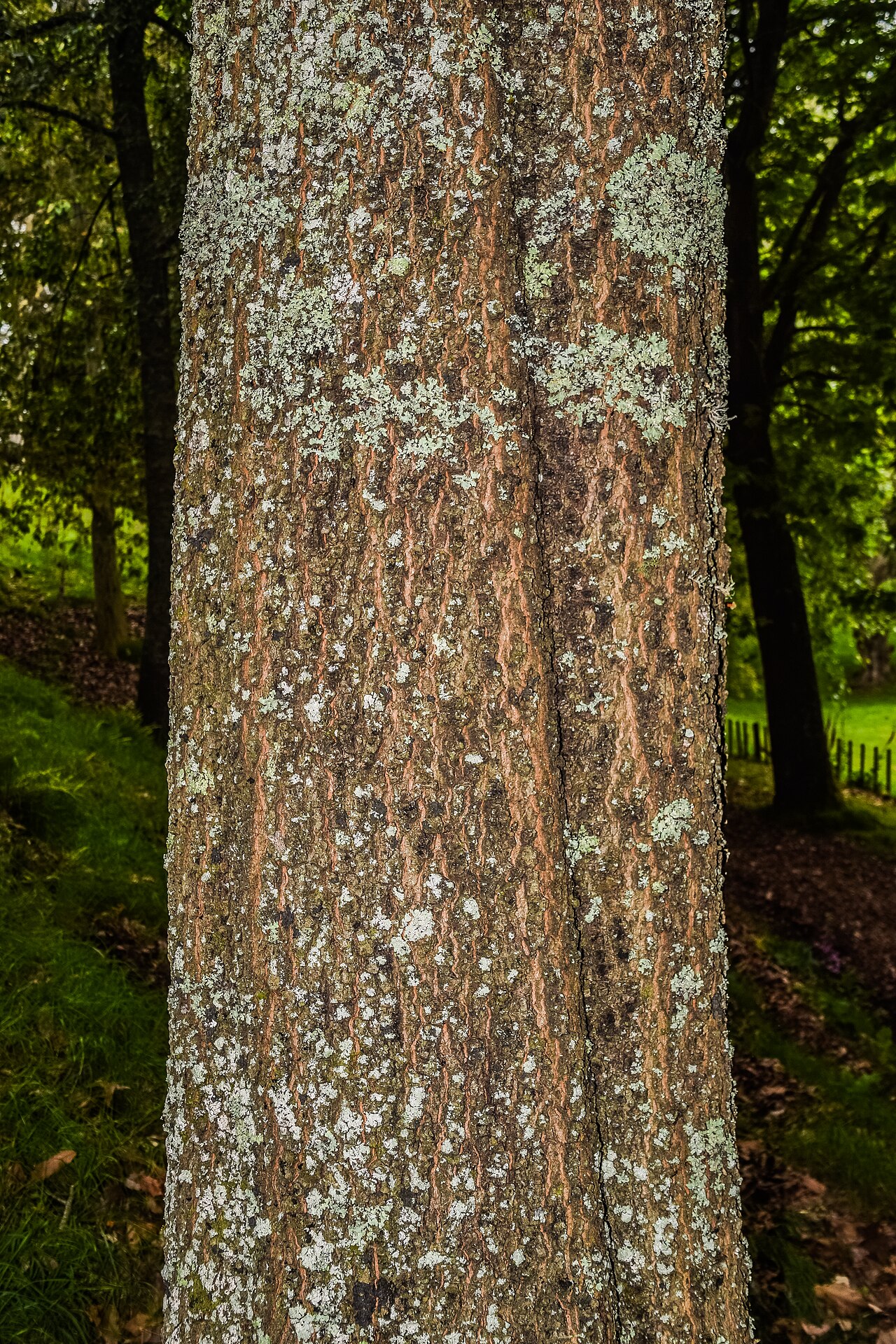 Quercus acutifolia: Bark of Quercus acutifolia in Hackfalls Arboretum, Gisborne Region, New Zealand