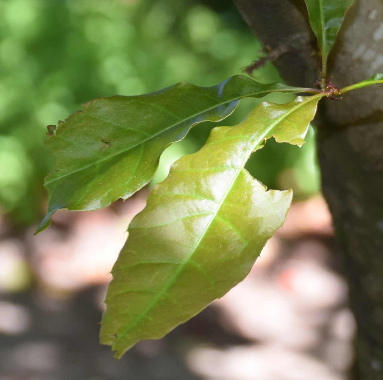 Quercus acutifolia: Leaves of Quercus acutifolia in Dunedin Botanic Garden, Dunedin, New Zealand