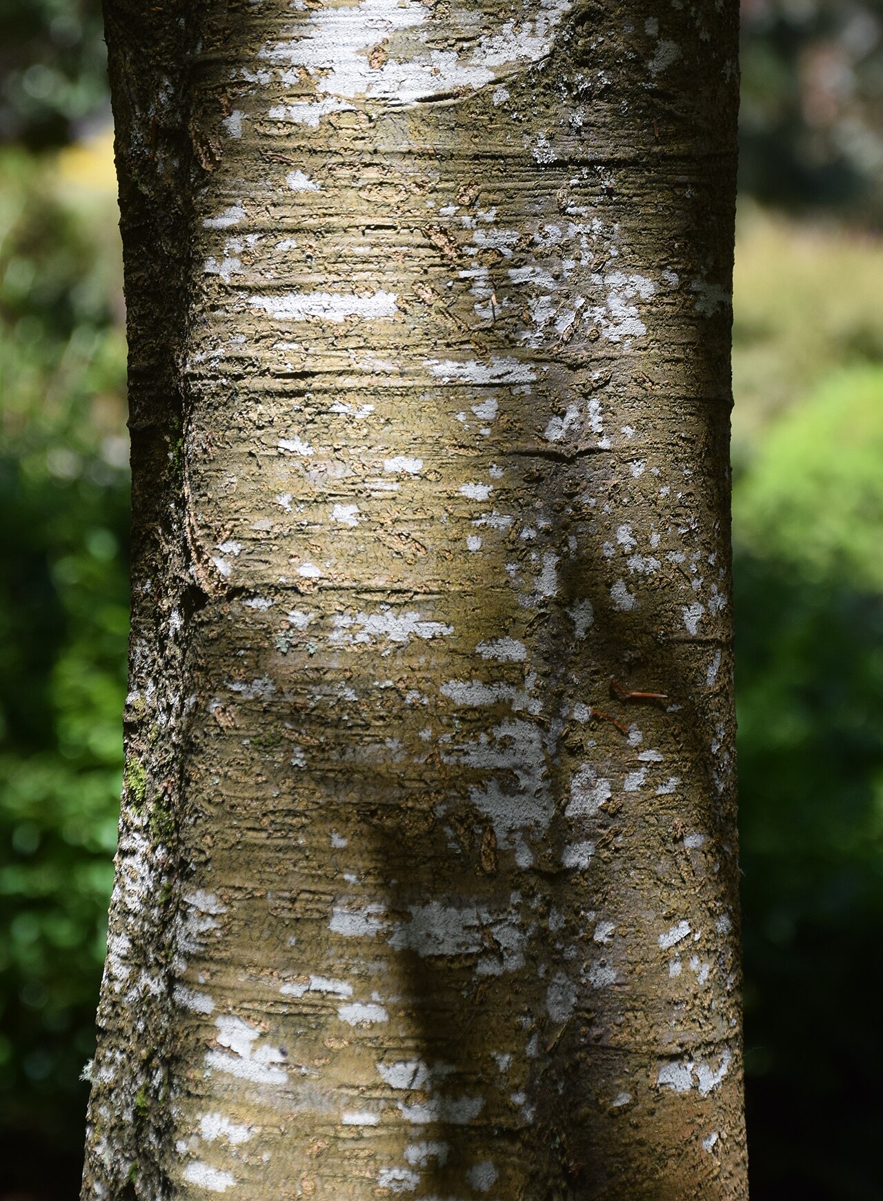 Quercus acutifolia: Bark of Quercus acutifolia in Dunedin Botanic Garden, Dunedin, New Zealand