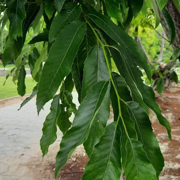 Saw-tooth oak (Quercus acutissima)