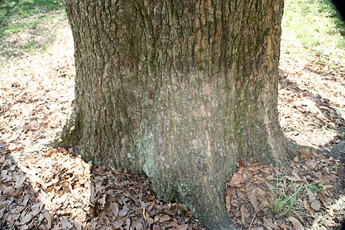 Saw-tooth oak: Location taken: The United States National Arboretum, Washington DC. Names: Quercus acutissima Carruth., Gezaagdbladige eik, Japanese Silkworm Oak, Japanische K