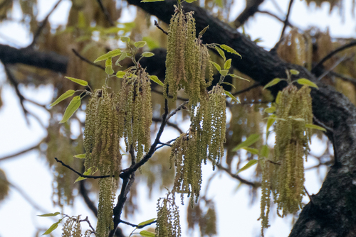 Saw-tooth oak (Quercus acutissima)
