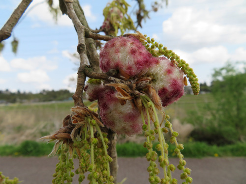 Saw-tooth oak (Quercus acutissima)