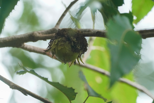 Saw-tooth oak (Quercus acutissima)
