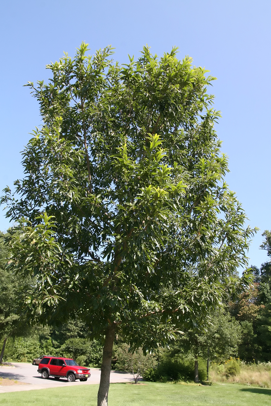 Saw-tooth oak: Location taken: North Carolina Arboretum, Asheville, NC. Names: Quercus acutissima Carruth., Gezaagdbladige eik, Japanese Silkworm Oak, Japanische Kastanien Eic