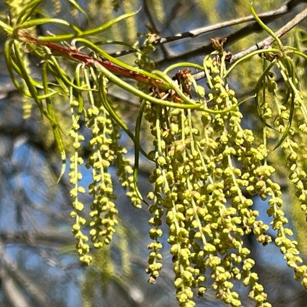 Saw-tooth oak (Quercus acutissima)