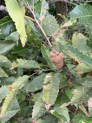 Saw-tooth oak (Quercus acutissima)