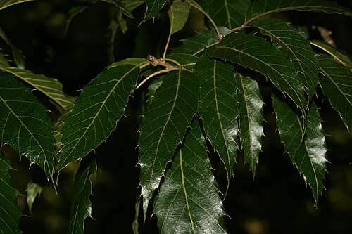 Saw-tooth oak: Royal Botanic Gardens, Edinburgh, Scotland