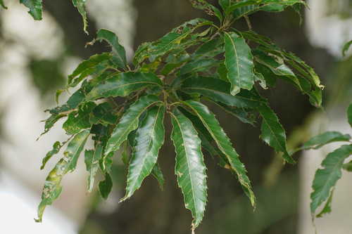 Saw-tooth oak (Quercus acutissima)