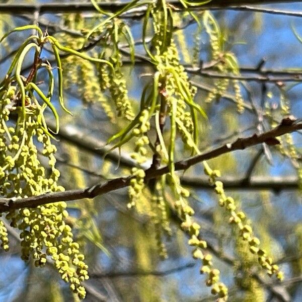 Saw-tooth oak (Quercus acutissima)