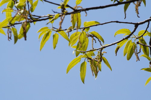 Saw-tooth oak (Quercus acutissima)