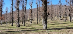Quercus afares (Quercus afares)